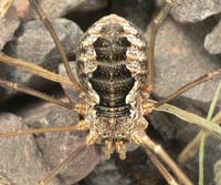 Phalangium opilio