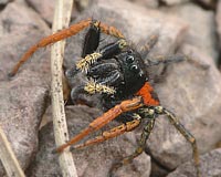 Philaeus chrysops