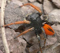 Philaeus chrysops