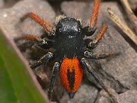 Philaeus chrysops