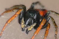 Philaeus chrysops
