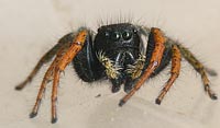 Philaeus chrysops