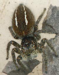 Philaeus chrysops
