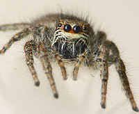 Philaeus chrysops