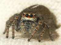 Philaeus chrysops
