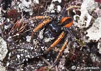Philaeus chrysops