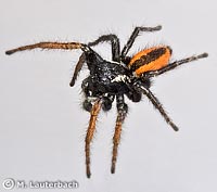 Philaeus chrysops
