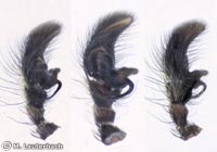 Philaeus chrysops