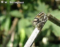 Philaeus chrysops