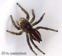 Philaeus chrysops