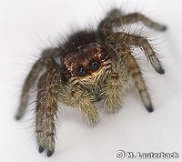 Philaeus chrysops