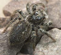 Philaeus chrysops