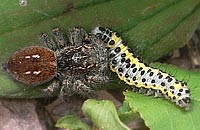 Philaeus chrysops