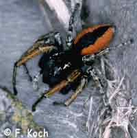Philaeus chrysops