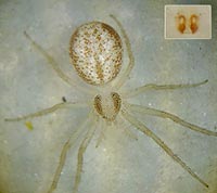 Philodromus albidus