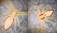 Philodromus albidus