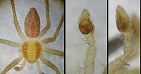 Philodromus albidus