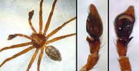 Philodromus aureolus