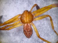 Philodromus aureolus