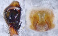Philodromus aureolus