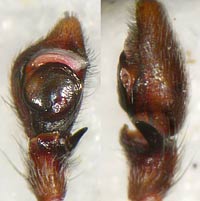 Philodromus aureolus
