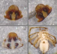 Philodromus buxi
