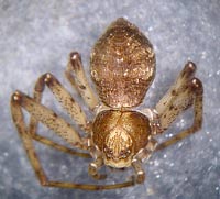 Philodromus buxi