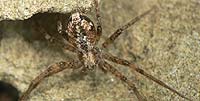 Philodromus cesptum