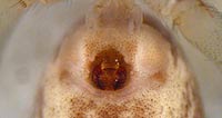 Philodromus cesptum