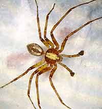 Philodromus cesptum