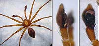 Philodromus cesptum
