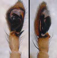 Philodromus cesptum