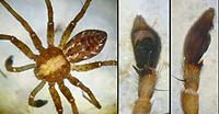 Philodromus cesptum