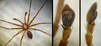 Philodromus cesptum