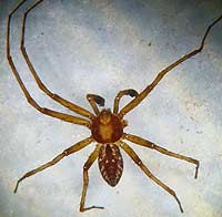 Philodromus cesptum