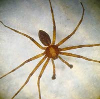 Philodromus cesptum