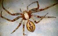 Philodromus cesptum