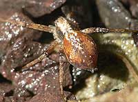 Philodromus collinus