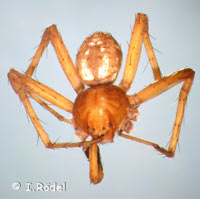 Philodromus collinus