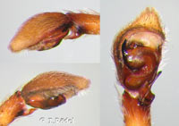 Philodromus collinus