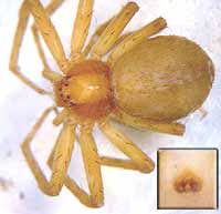 Philodromus collinus
