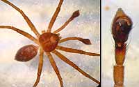 Philodromus collinus