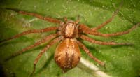 Philodromus collinus
