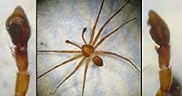 Philodromus collinus