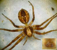 Philodromus collinus