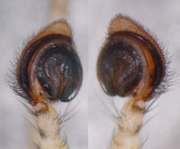 Philodromus dispar