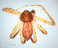 Philodromus dispar