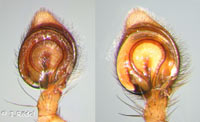 Philodromus dispar