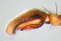 Philodromus dispar