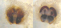 Philodromus dispar